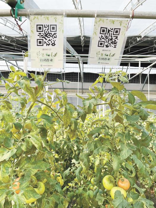 智慧大棚工人通過掃描二維碼，便可查詢當前的作業情況。《中國新聞》報 魏寒冰 攝
